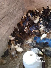  1 صوص بلدي  بناديق بكستاني  صحه ونضافه