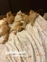  6 قطط ذكور وإناث