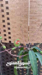  6 Lovebird male 6 months old tamed