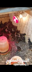  1 صيصان بلدي وابو رقيبه