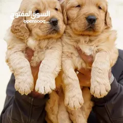  3 جـــــــراء جولدن مستوى عـــــالي ومميزه للعائله