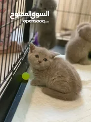  16 SCOTTISH FOLD AND BRITISH SHORT HAIR