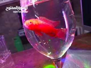  9 حوض وسمك للبيع