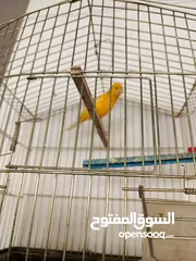  3 عصافير كنار لا بيع او بدل