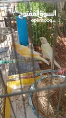  1 جوزين ومخلف كنار
