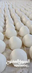  22 عروض بمناسبه عيد الاضحى العرض الاول والأقوى على مستوى المملكة فقط من جميد الربيع
