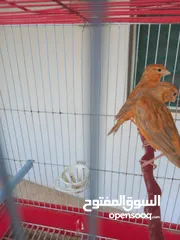  4 فحل كرزي ومخلفين مشمشيات قرميديات
