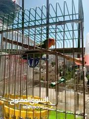 18 ثلاجة 11.5قدم مستعمله بسعر حرق غسالة سامسونج 7كيلو بسعر حرق خزانة شبابية طابقين استعمال بسيط
