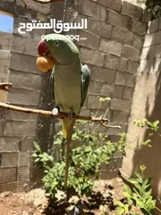  3 ببغاء كاسندرا للبيع مدرب و اليف جداً