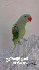  2 Nepali parrot for sale