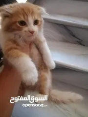  1 قط للبيع مع اغراضه