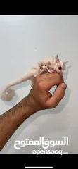  3 Suger glider albino شوقر قلايدر الباينو