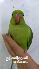  3 Green Parrot friendly