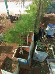  12 شجر صنوبر باكستاني وسرو ايطالي ثويا للبيع واشجار مثمره وشجر زينه