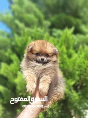  7 بومارينيان تيكب أصغر حجم مستوى عالي جدا pomeranian t_cup
