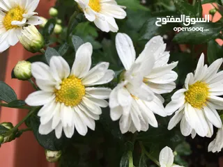  2 دخلة الحتو اسكان الشروق عل شارع رئيسي