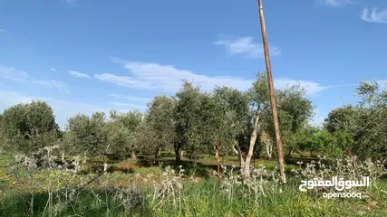  6 مزرعه للبيع مزروعه ومنتجه جاهزه  من المالك مباشره أراضي بني كنانه القصفه