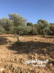  2 ارض مميزة للبيع في بلدة جوريش - عقربا ( ألبيع بسبب السفر)