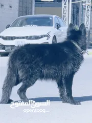  8 جيرمن بلاك انثى