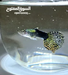  5 Hybrid guppies for sale