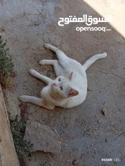  14 قط ابيض جميل جدا مع عينان زرقاوان و حالته الصحية جيدة و هادا و مرح وكن غير مدرب