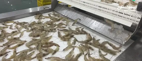  19 Seafood supplier