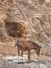  1 بسم الله ماشاء الله موجود بغله عمر 4شهور الموقع مثلث كفرخل جرش