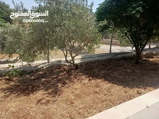  19 منزل دوبلكس للبيع مع مزرعه  شجر مزروع مثمرعدد 25 و شجر زينه 25 كرفان 70م يحتوي على مطبخ حمام وصاله