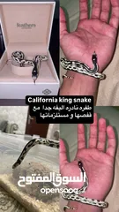  1 California king snake طفره نادره اليفه جدا من النوادر