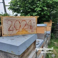  20 عسل .. عسل حبوب لقاح