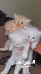  5 Mix persian kittens