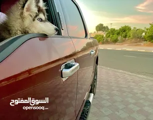  5 هاسكي ماليوت بيور