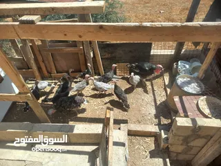  1 بسم الله ماشاء الله متوفر فراخ حبش عمر 4 شهور 4 حبات لون ازرق و7 حبات لون أسود للاسفسار ع الرقم 0775