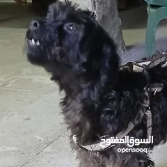  4 كلب بودل  100دينار