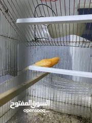  6 كنار احمر للبيع صحه ونضافة مع القفص كامل للبيع لعدم التفريغ