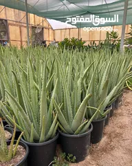  15 Aloe Vera (Large) for Salons *** Clearance Price *** صبار آلوفيرا  للصالونات *** بسعر مغري***