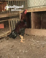  1 للبيع  ديك  باكستاني