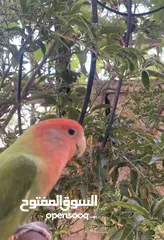 2 ببغاء روز طفره نادره أليف ميه بالميه مابعرف اشي اسمو عض للبيع او للبدل