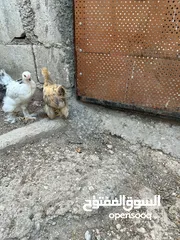  3 فراخ دجاج براهمي جميع الانواع البزرة الاصليه وباكستاني ماخذات جميع المطاعيم