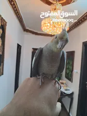  5 كوكتيل للبيع  مدرب واليف