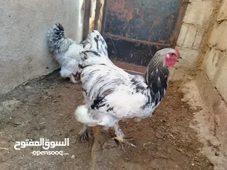  2 ديوك برهما للبيع