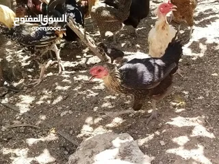  2 دجاج بلدي بياض