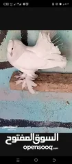  3 حمام هزاز البينو ابيض كوم للبيع
