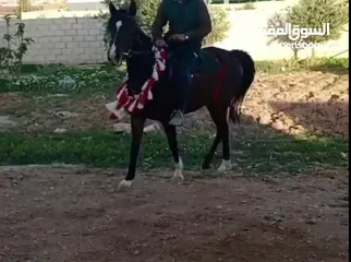  2 مهرة للبيع