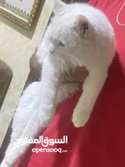  6 قطه مع بيت تفصيل