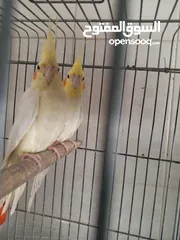  1 جوز كوكتيل لاتينو للبيع