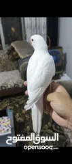  2 ببغاء دره هندي البينو عين حمرا عمرو 4 اشهر تقريبا اليف جدا عجينه ما بعض بطلع على الايد وبداية كلام