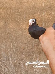  1 طيرة كمرليه مخلفه