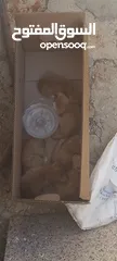  1 قطط بعمر الاسبوعين للبيع