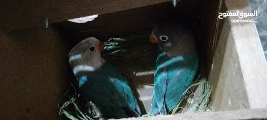  1 موجود جوز فيشر برو
